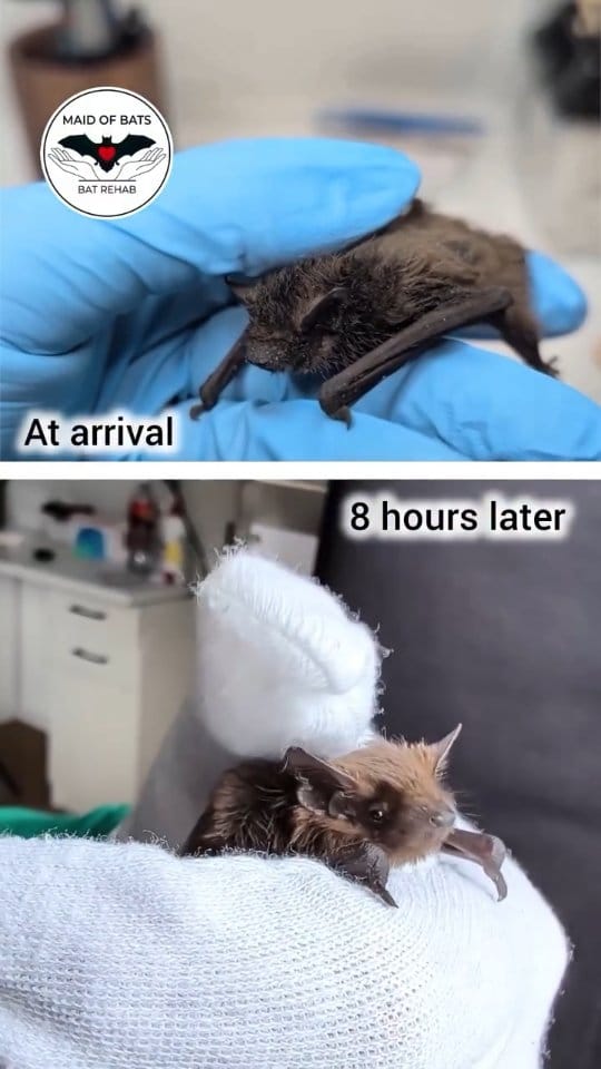 Post 7 by Maid of Bats | Bat Rehabilitation & Conservation on Instagram (video)