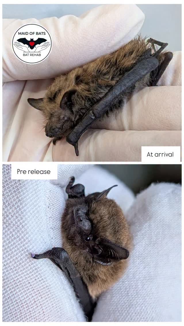 Post 3 by Maid of Bats | Bat Rehabilitation & Conservation on Instagram (video)