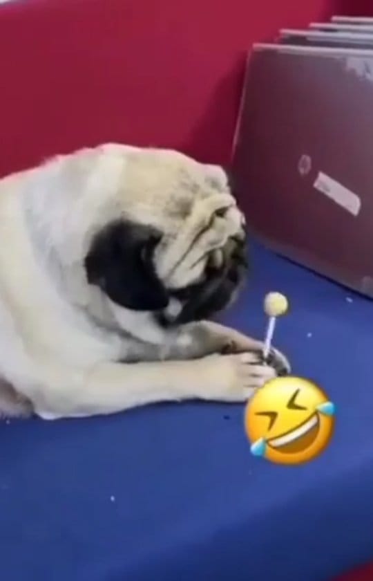 Post 10 by 🅿🆄🅶 🅲🅻🆄🅱 🆃🅾🅳🅰🆈 on Instagram (video)