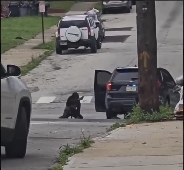 Post 1 by Weapon Snatcher on Instagram (video)