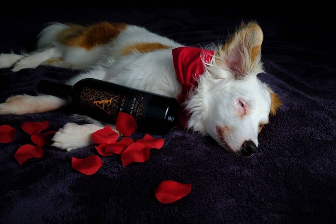 Post 10 by Rylee  | Pet Influencer | Friend to All on Instagram (carousel)