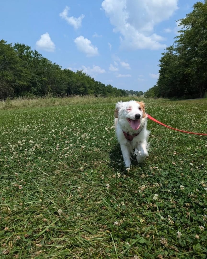 Post 3 by Rylee  | Pet Influencer | Friend to All on Instagram (carousel)