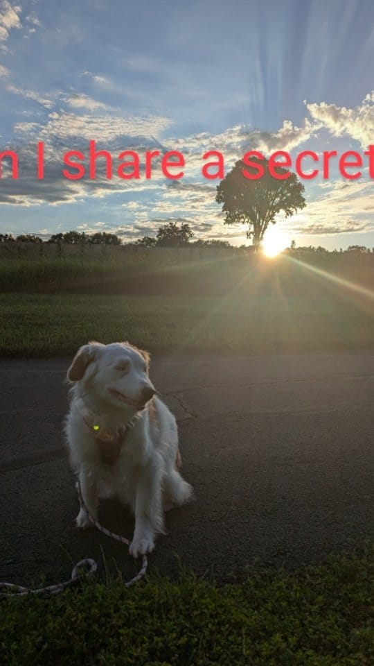 Post 6 by Rylee  | Pet Influencer | Friend to All on Instagram (video)