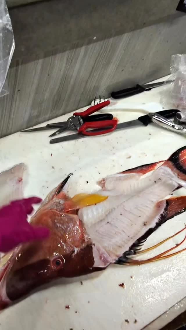 Post 7 by Fresh Florida Fisheries on Instagram (video)