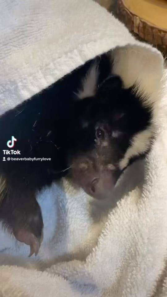 Post 8 by Raising The Wild 🦫 on Instagram (video)