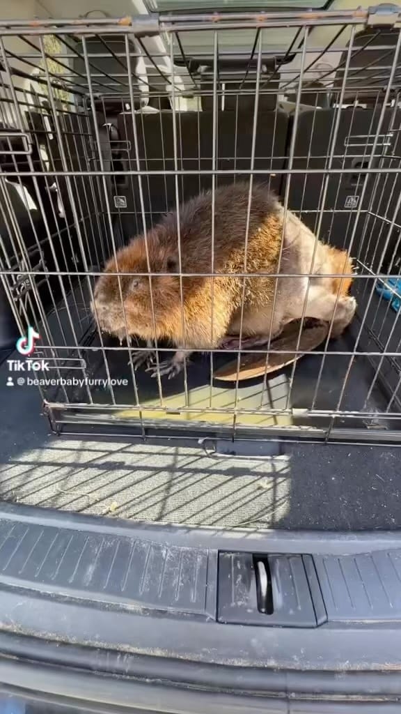 Post 1 by Raising The Wild 🦫 on Instagram (video)