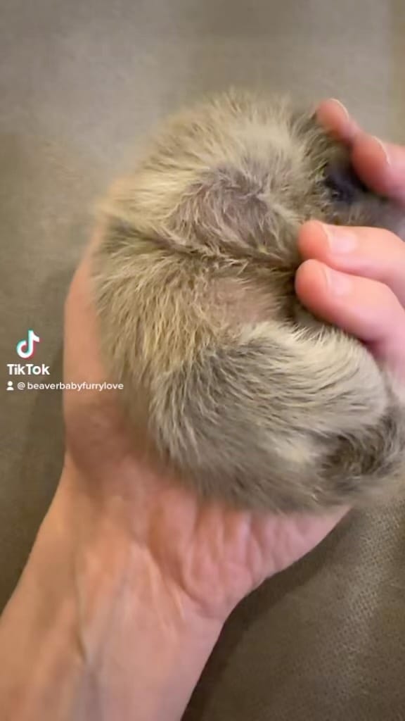 Post 7 by Raising The Wild 🦫 on Instagram (video)