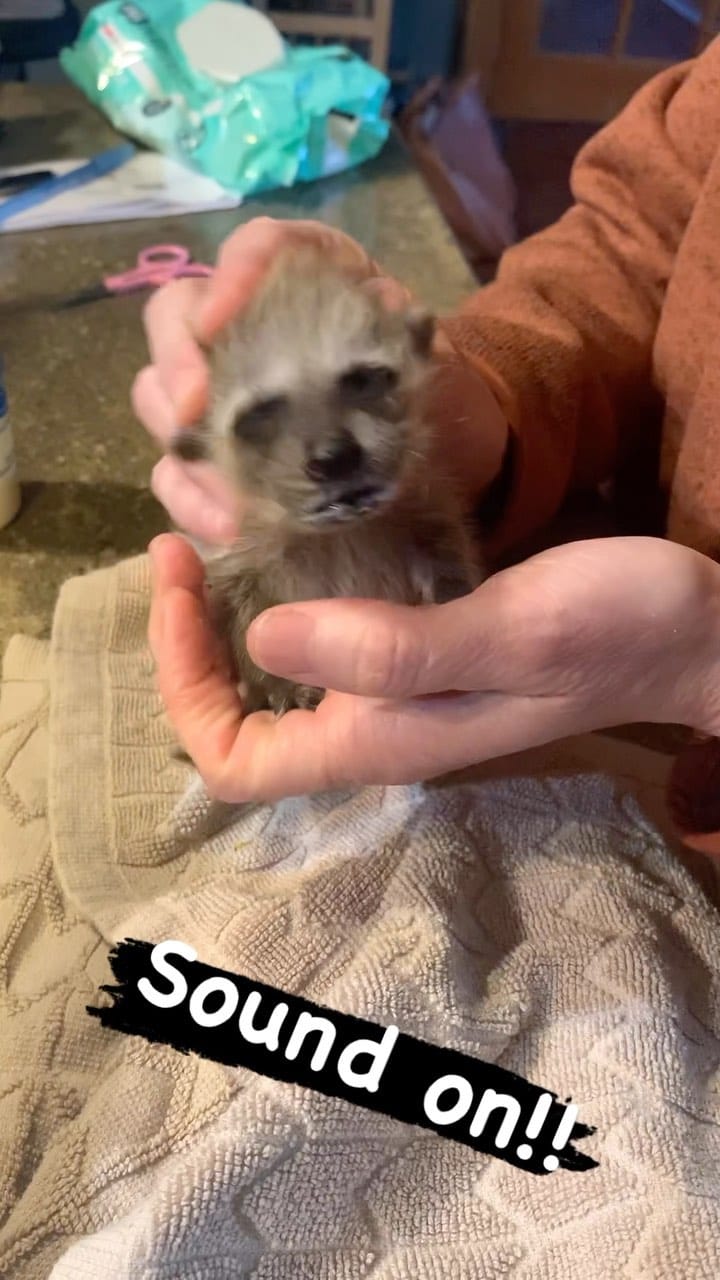 Post 5 by Raising The Wild 🦫 on Instagram (video)