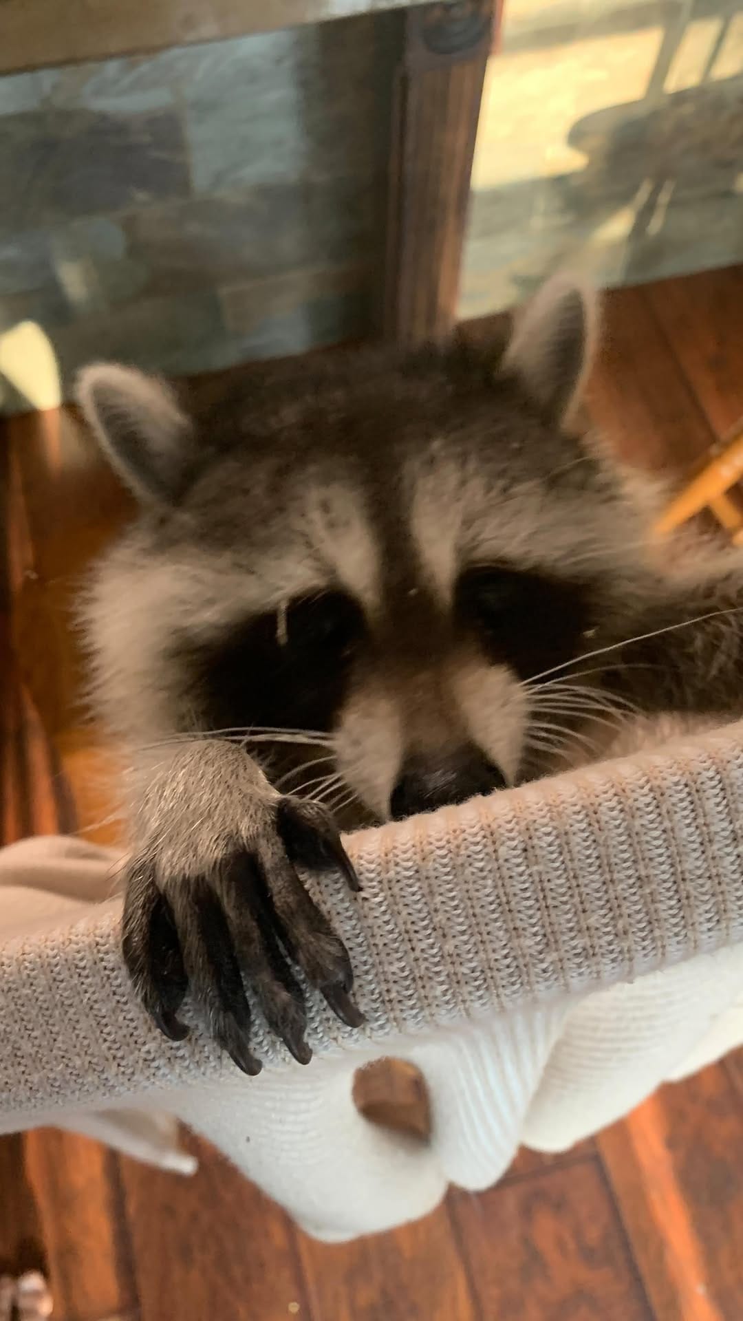 Post 2 by Raising The Wild 🦫 on Instagram (video)
