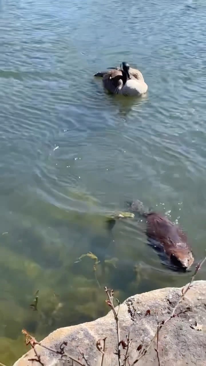 Post 4 by Raising The Wild 🦫 on Instagram (video)