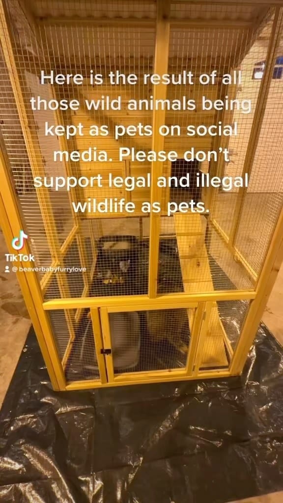 Post 3 by Raising The Wild 🦫 on Instagram (video)