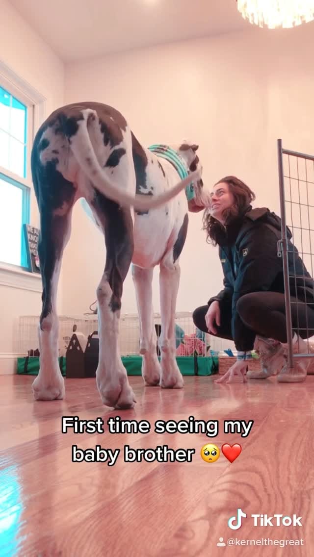 Post 2 by Kernel the Great on Instagram (video)
