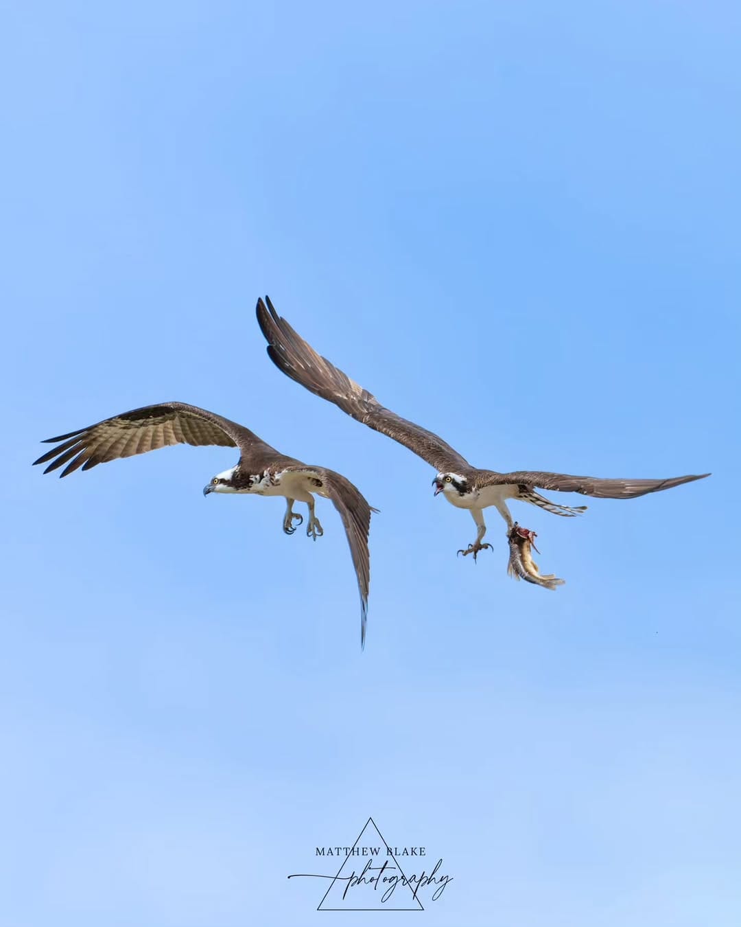 Post 4 by Matthew Blake | Landscape Photographer | Wildlife Photographer on Instagram (image)