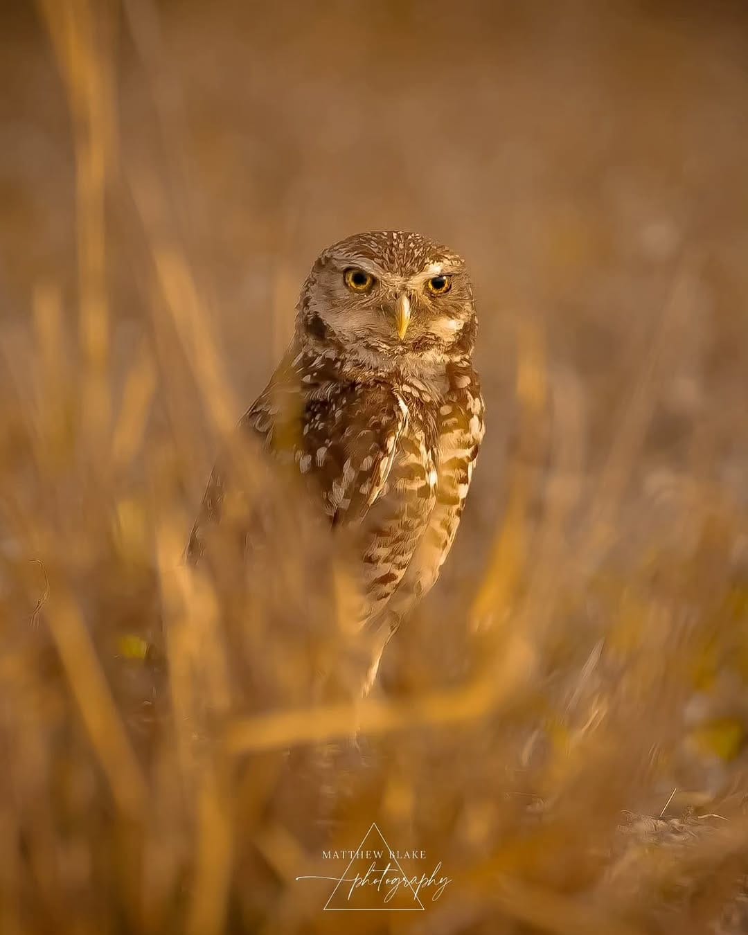 Post 8 by Matthew Blake | Landscape Photographer | Wildlife Photographer on Instagram (image)