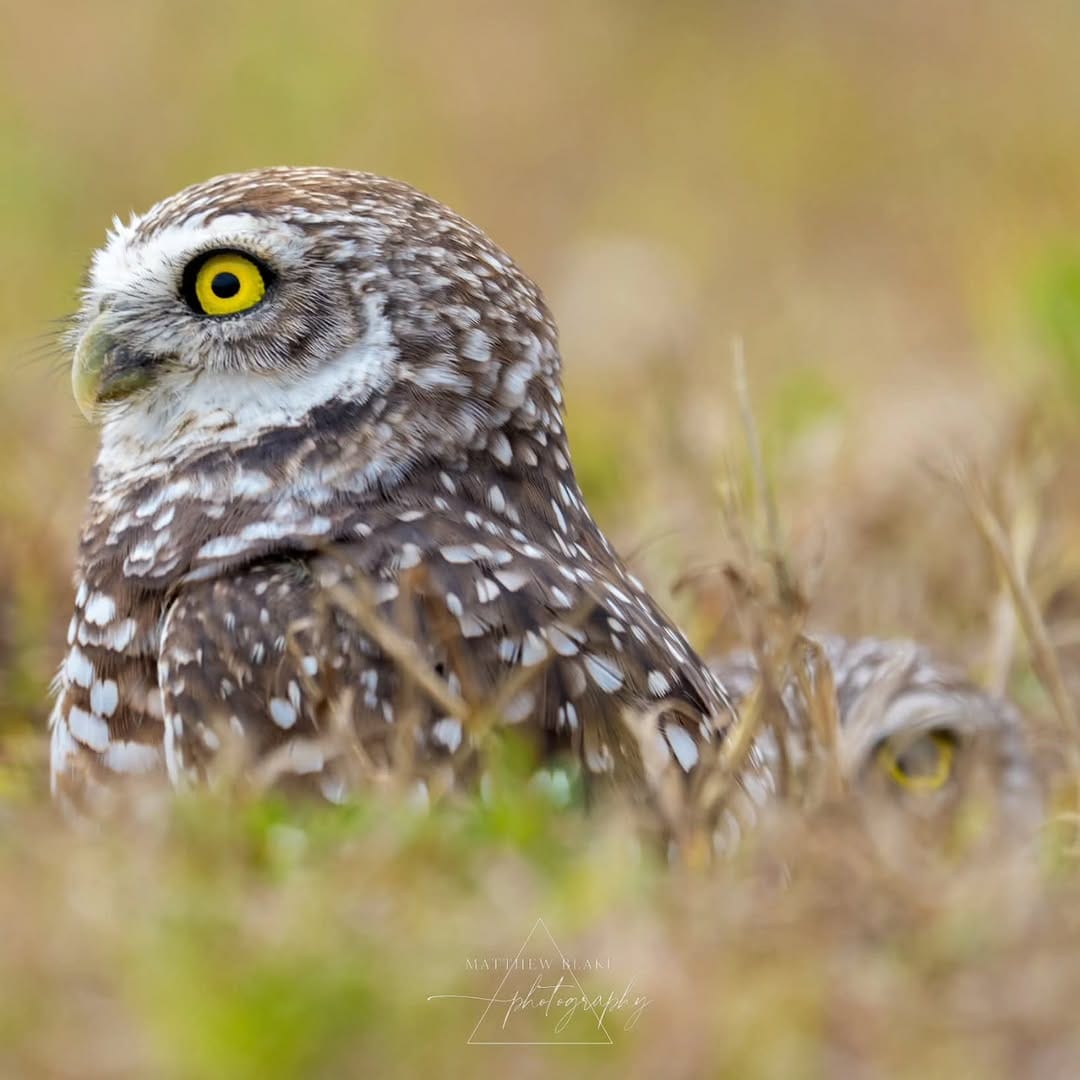 Post 7 by Matthew Blake | Landscape Photographer | Wildlife Photographer on Instagram (image)