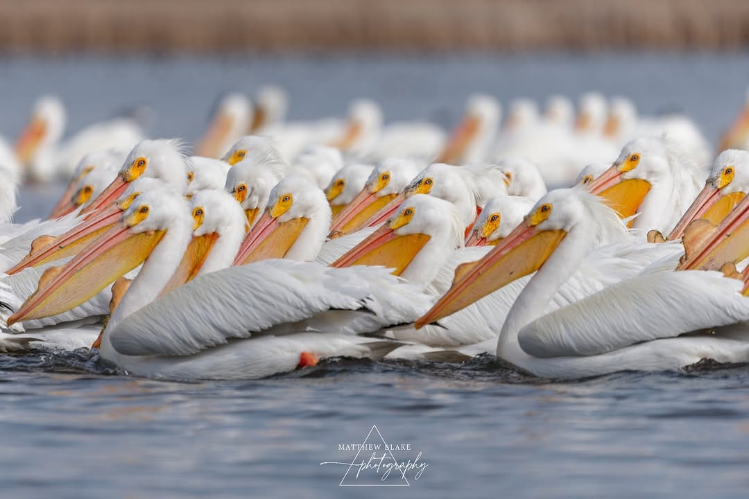 Post 6 by Matthew Blake | Landscape Photographer | Wildlife Photographer on Instagram (carousel)