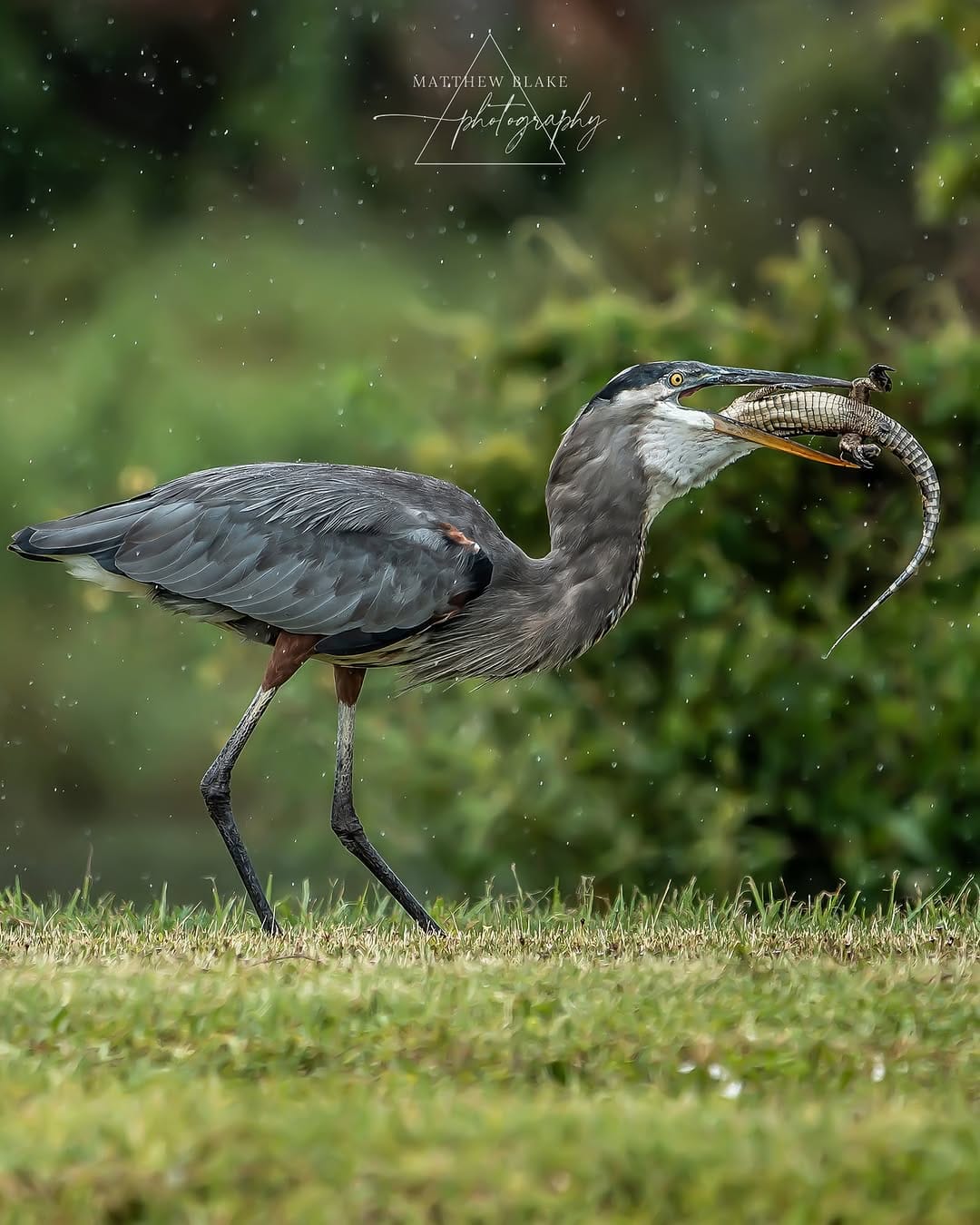 Post 10 by Matthew Blake | Landscape Photographer | Wildlife Photographer on Instagram (carousel)