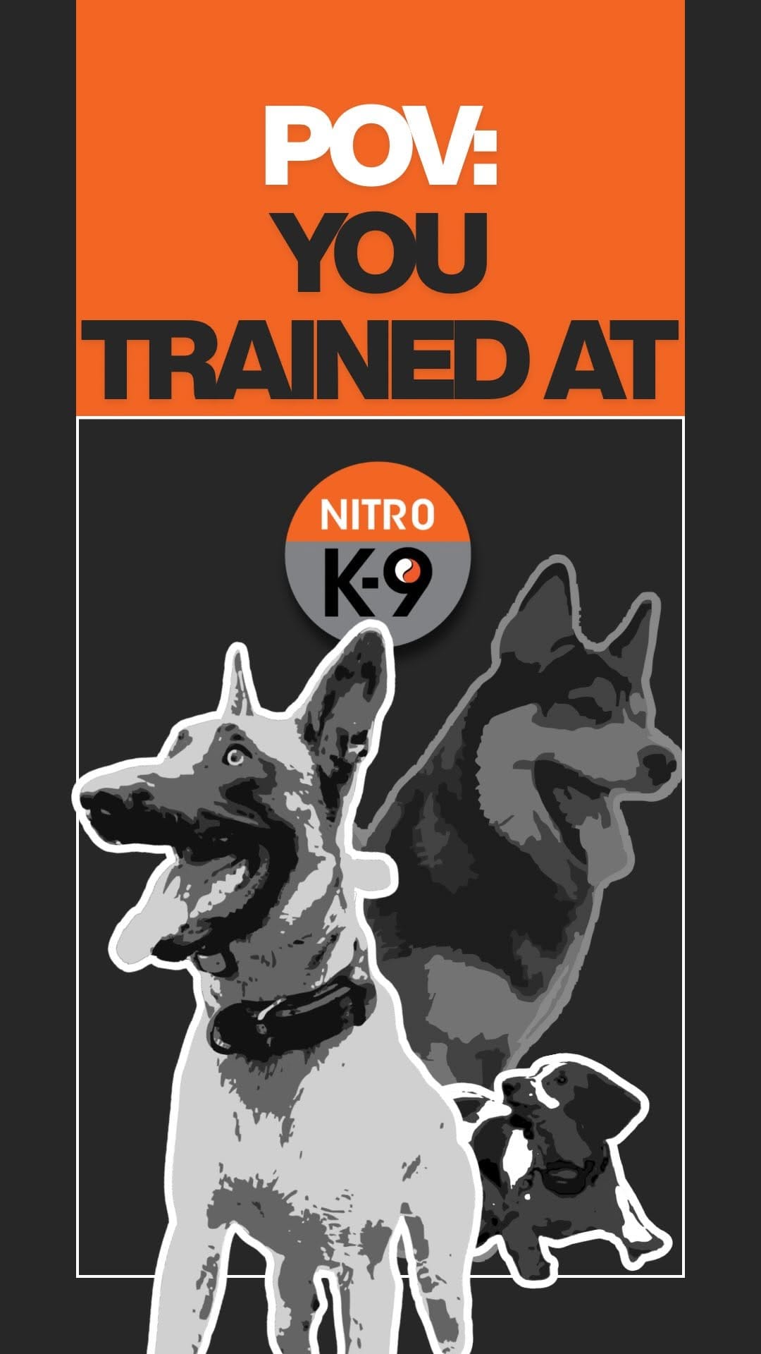 Post 6 by Nitro K-9 LLC 🐾🦮 on Instagram (video)
