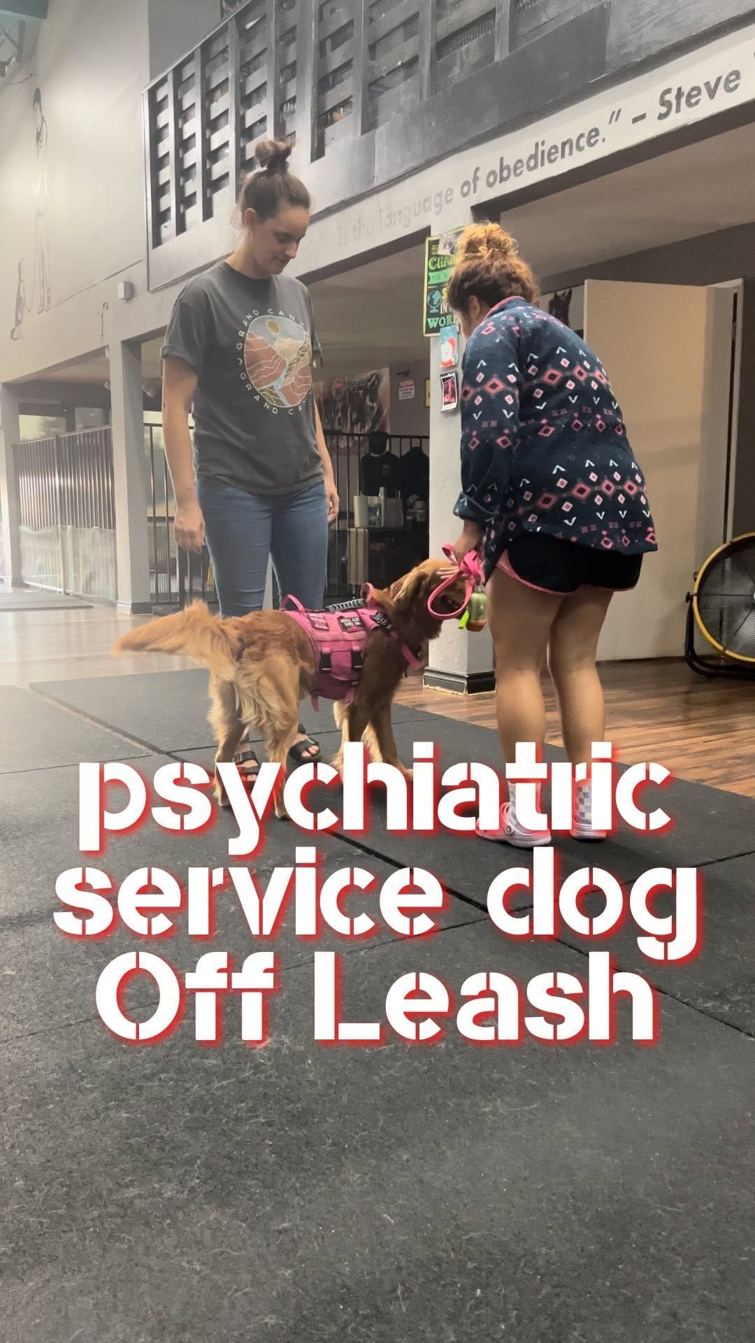 Post 10 by Nitro K-9 LLC 🐾🦮 on Instagram (video)
