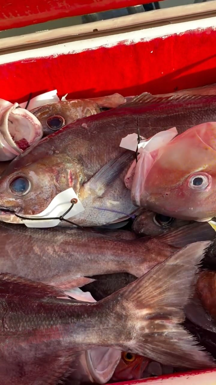 Post 4 by American Patriot Sportfishing on Instagram (video)