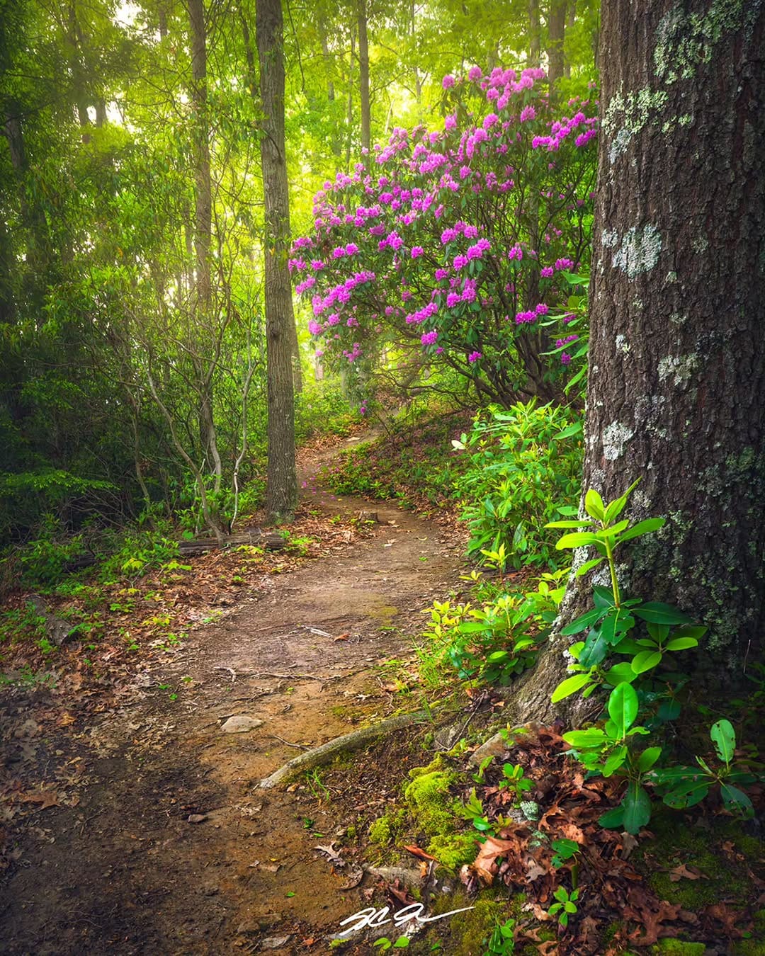 Post 2 by S.C. Shank | Fine Art Landscape Photographer on Instagram (image)