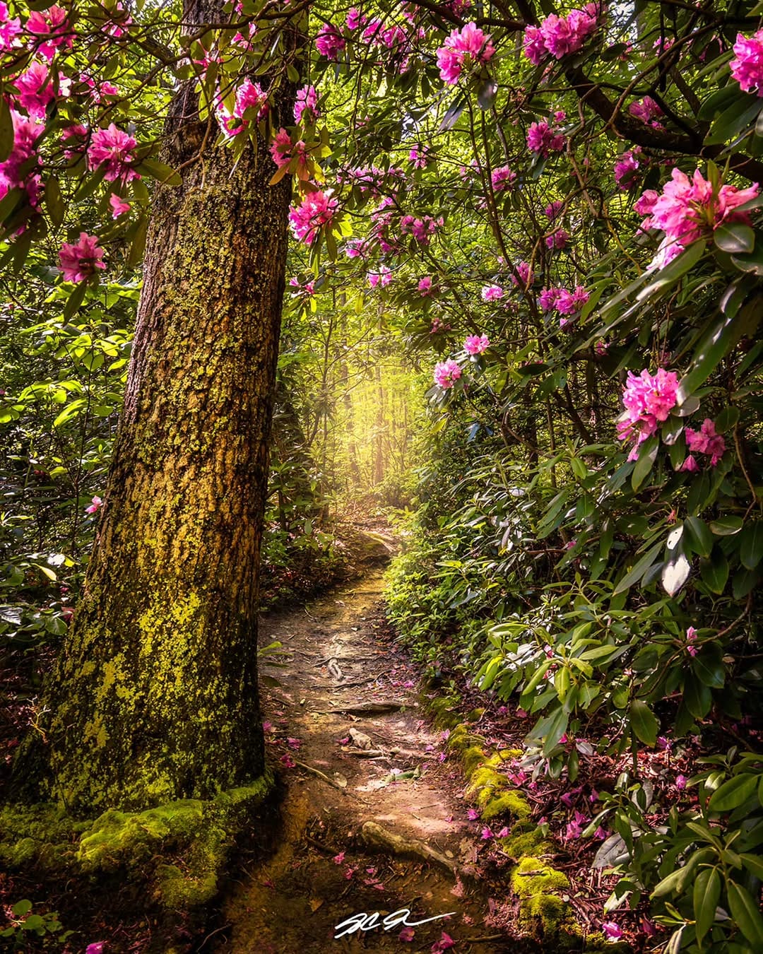 Post 5 by S.C. Shank | Fine Art Landscape Photographer on Instagram (image)