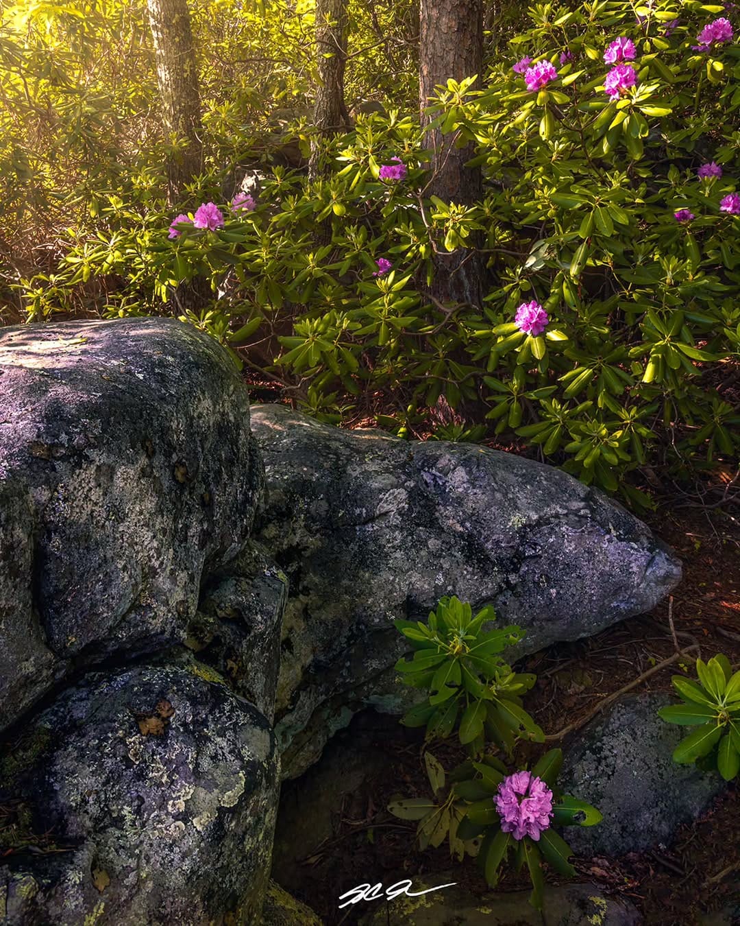 Post 1 by S.C. Shank | Fine Art Landscape Photographer on Instagram (image)