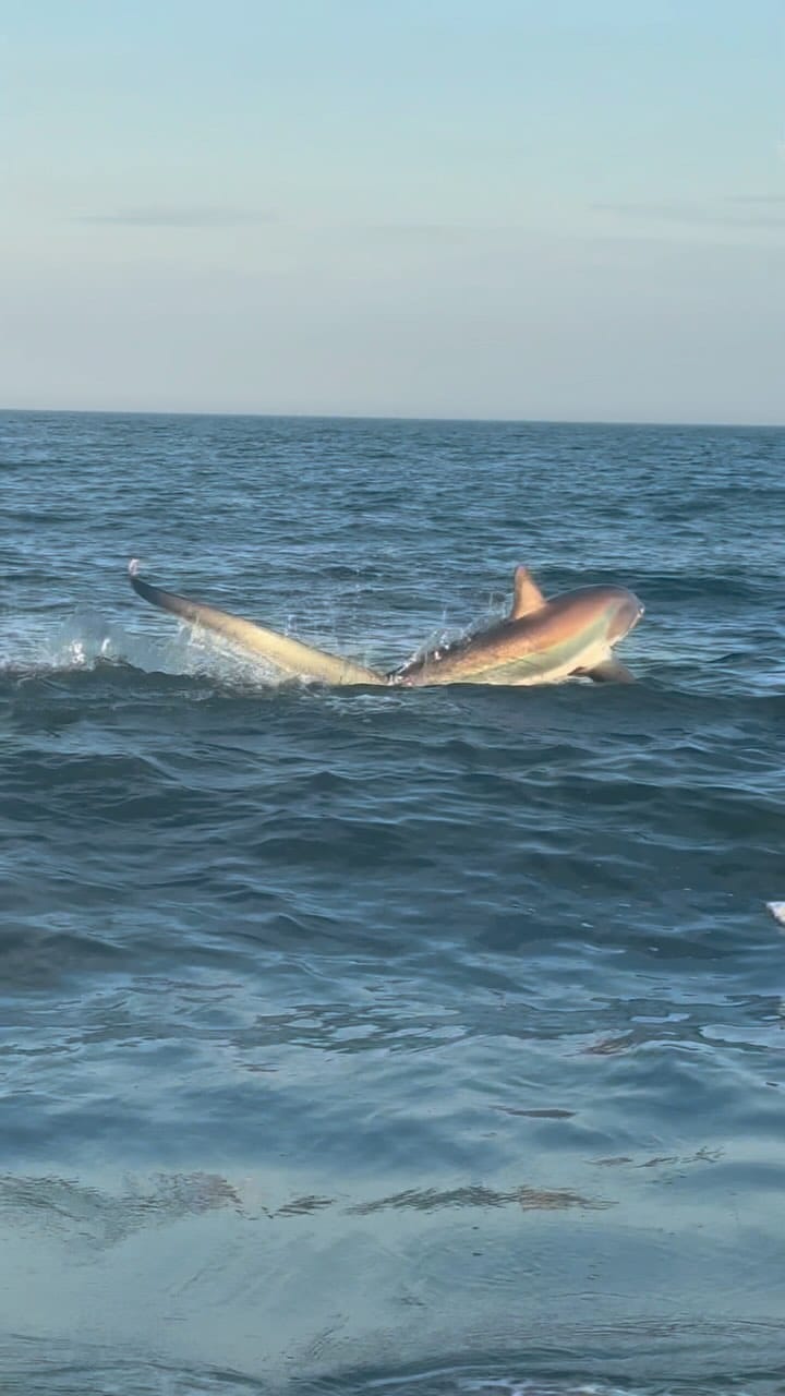 Post 9 by Apex Anglers on Instagram (video)