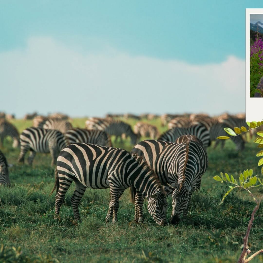 Post 9 by kayla ❀ wildlife girl on Instagram (carousel)
