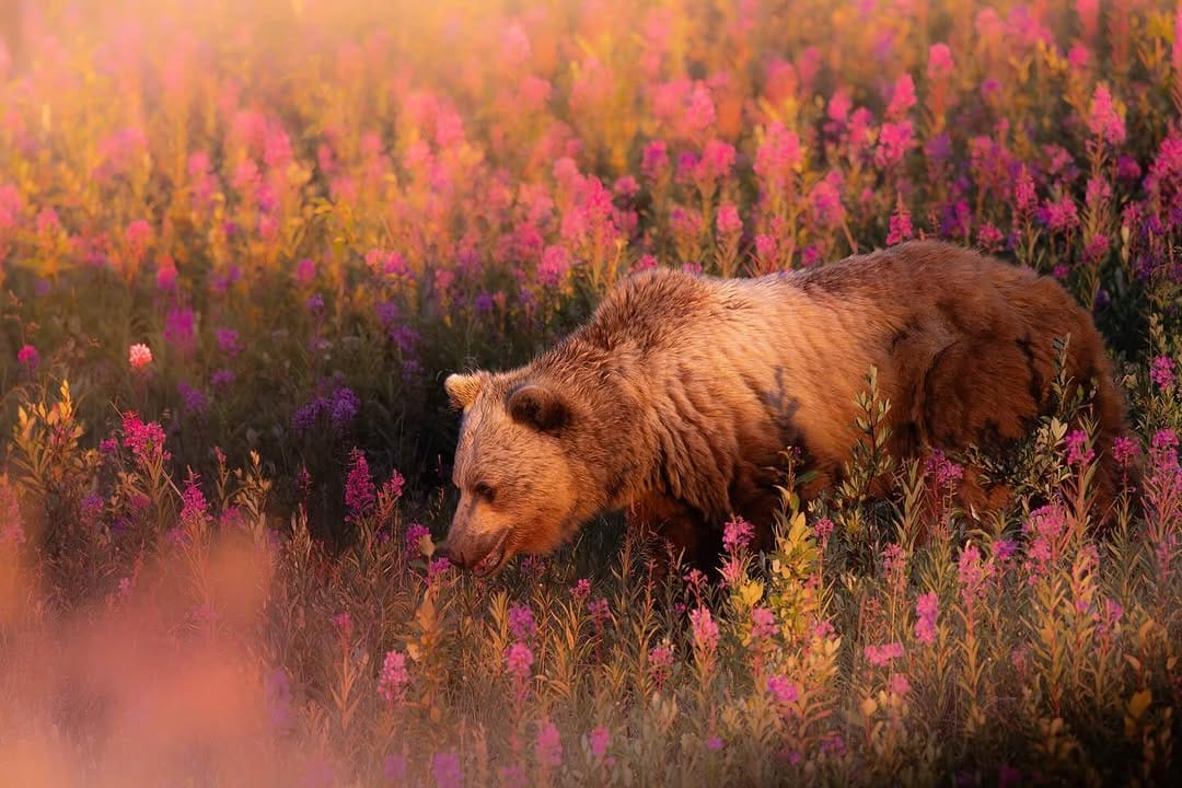 Post 10 by kayla ❀ wildlife girl on Instagram (carousel)