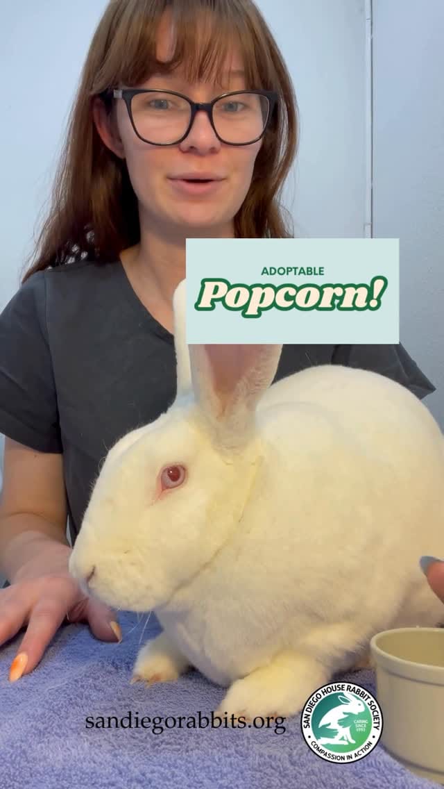 Post 2 by San Diego House Rabbit Society on Instagram (video)