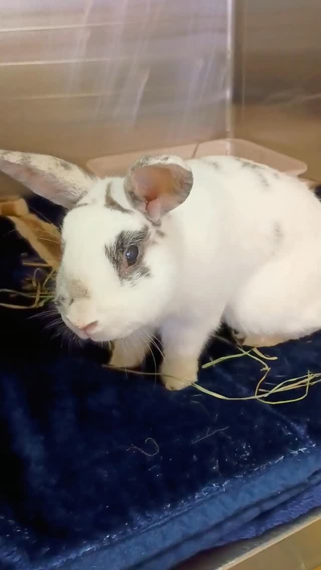 Post 8 by San Diego House Rabbit Society on Instagram (video)