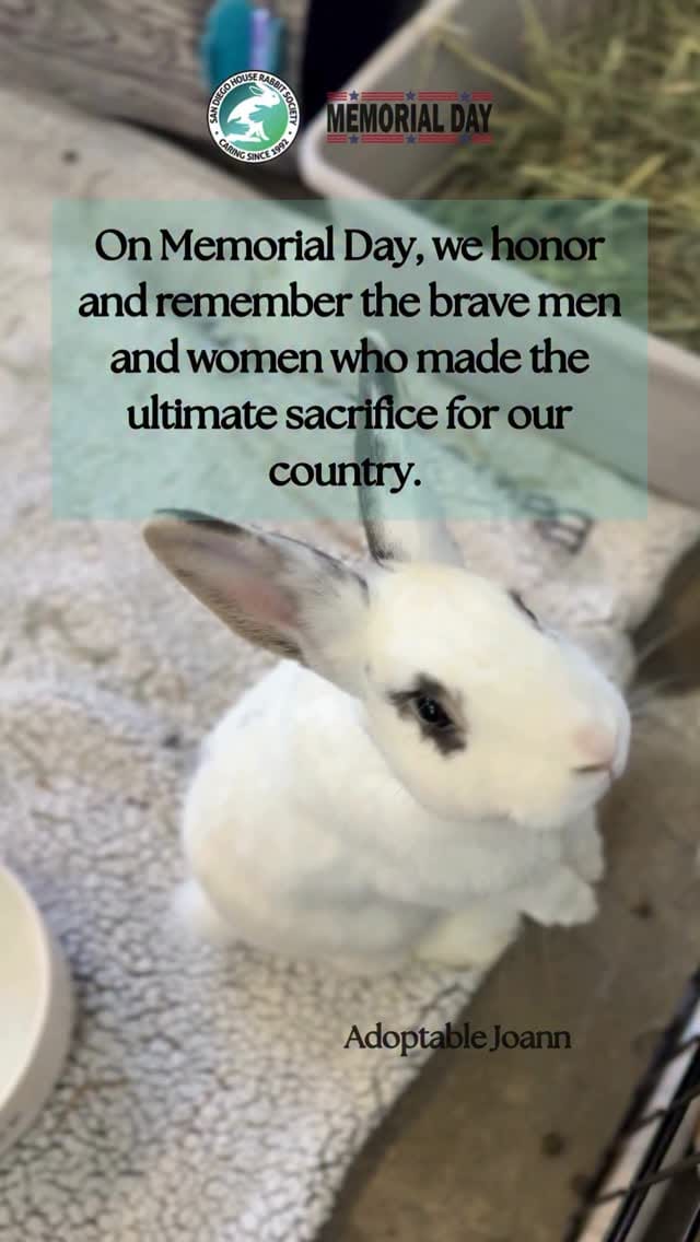 Post 3 by San Diego House Rabbit Society on Instagram (video)