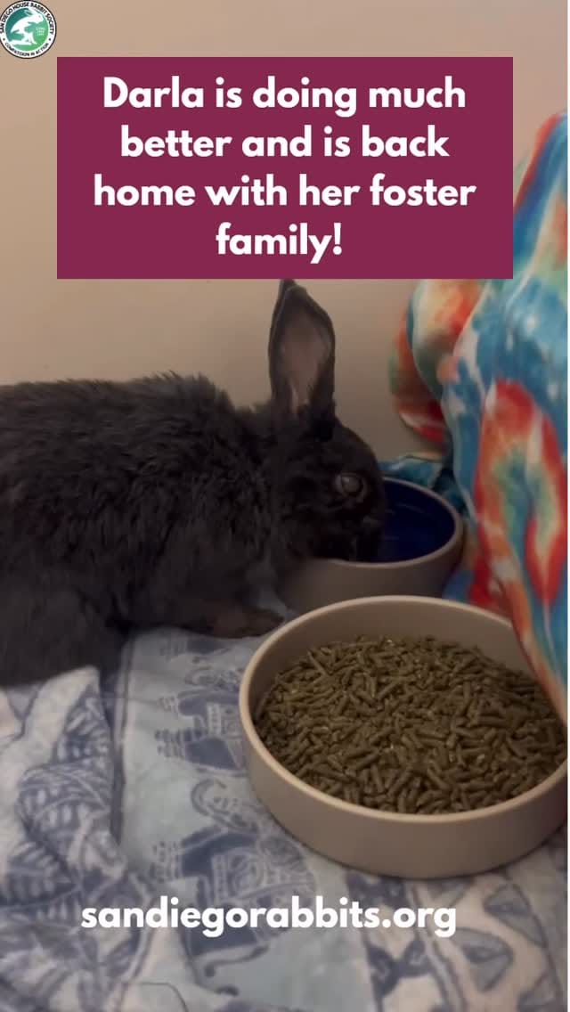 Post 6 by San Diego House Rabbit Society on Instagram (video)