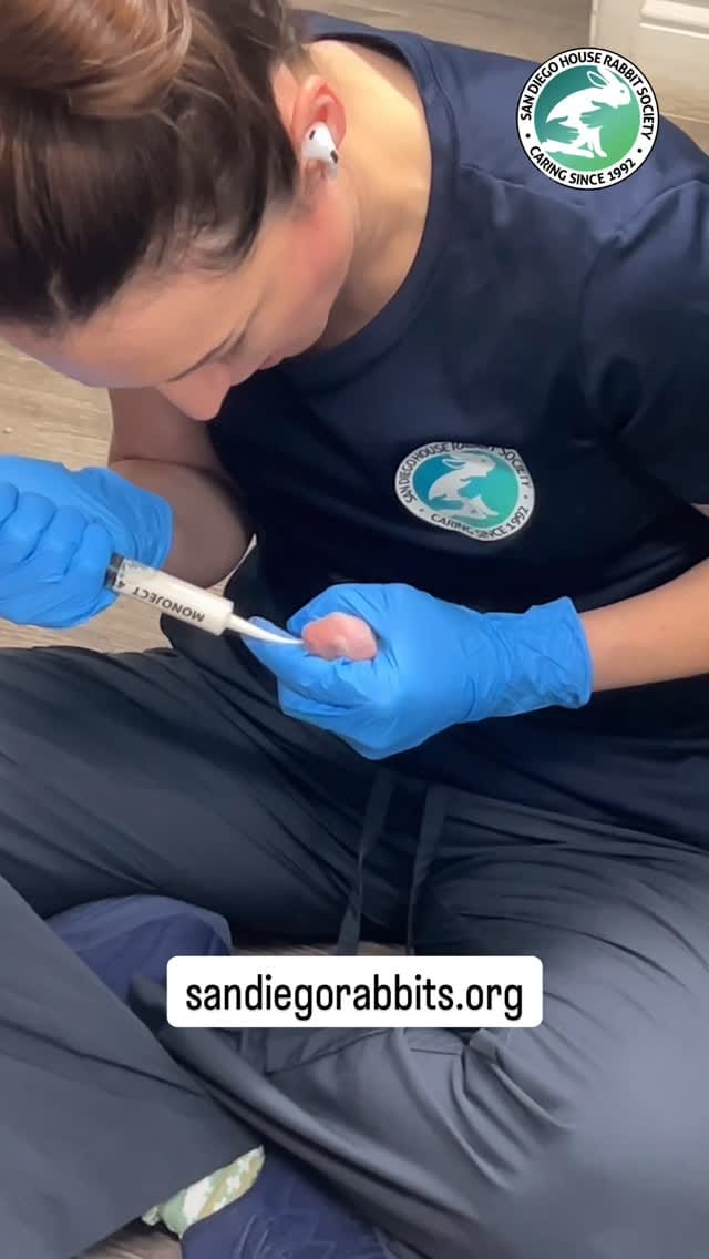 Post 1 by San Diego House Rabbit Society on Instagram (video)