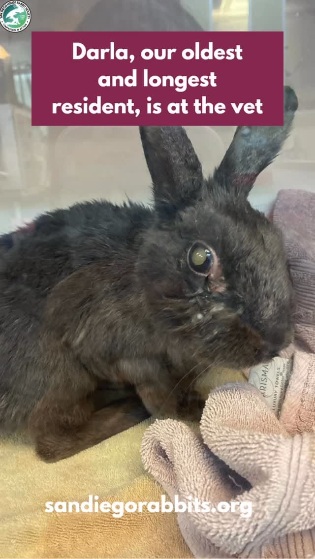 Post 9 by San Diego House Rabbit Society on Instagram (video)