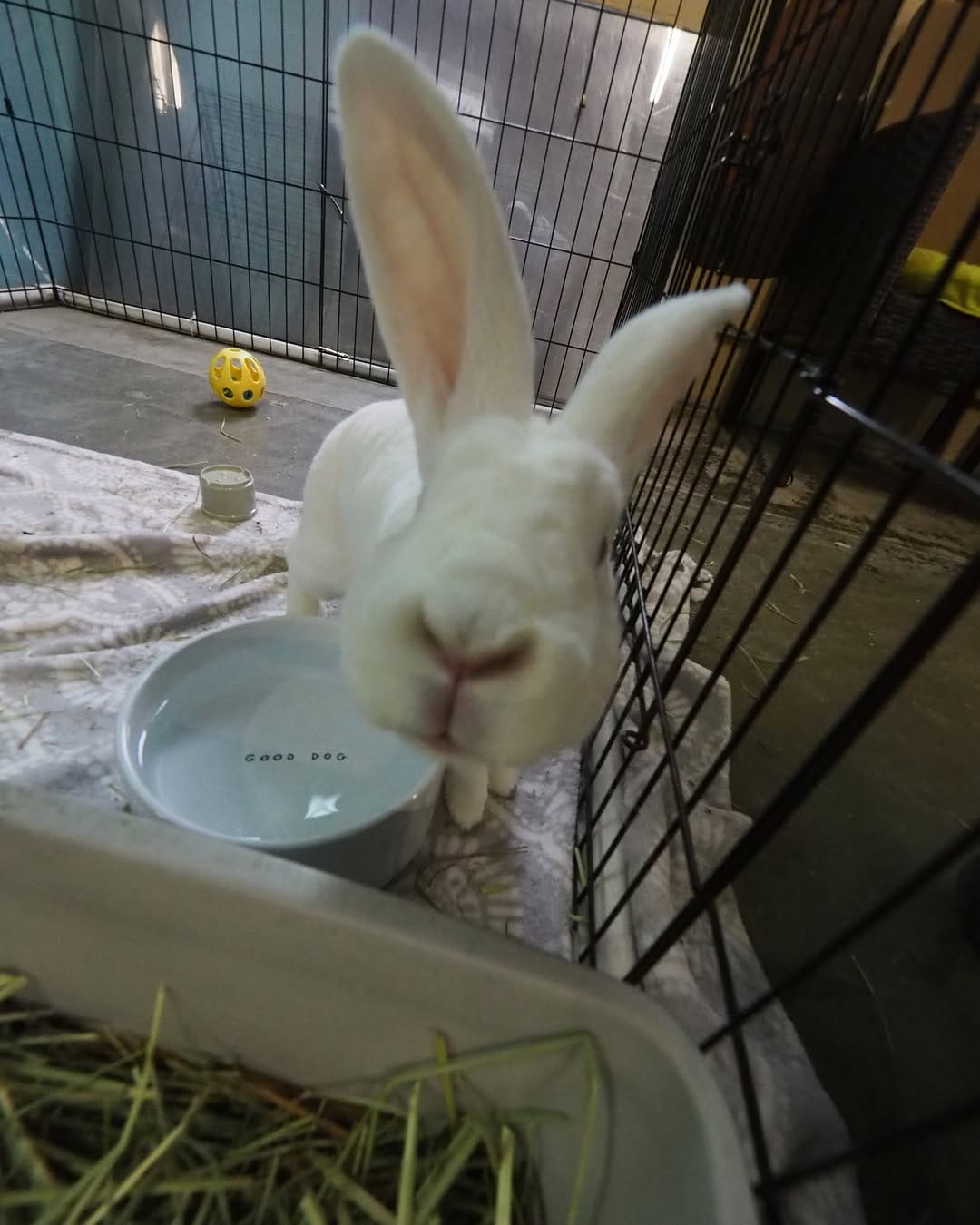 Post 4 by San Diego House Rabbit Society on Instagram (carousel)