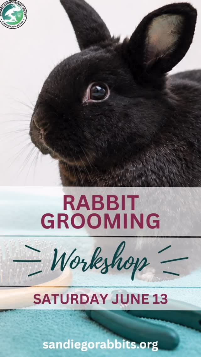 Post 10 by San Diego House Rabbit Society on Instagram (video)