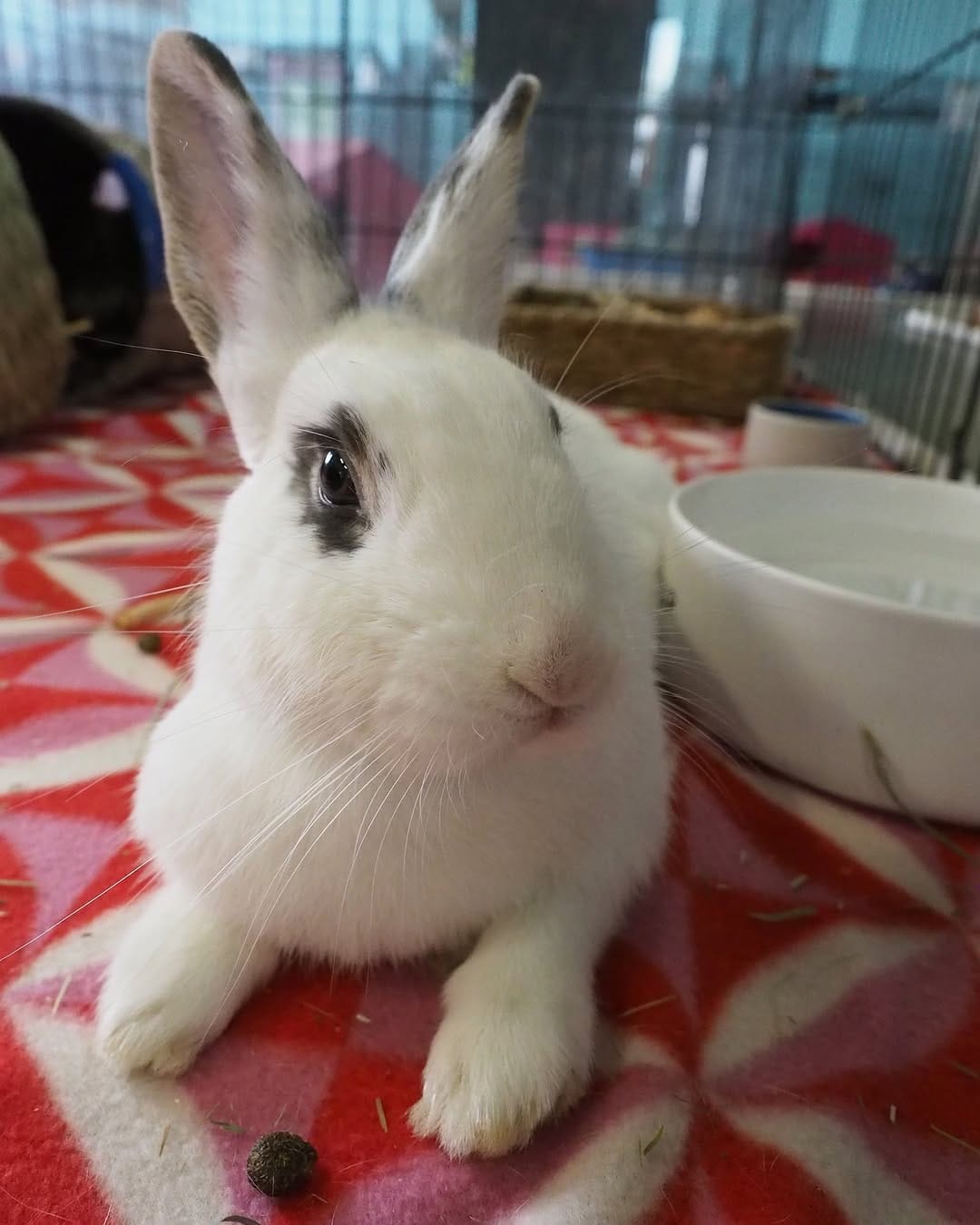 Post 5 by San Diego House Rabbit Society on Instagram (carousel)