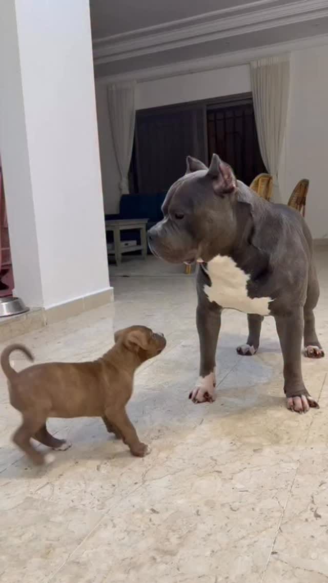 Post 8 by Fahad Boloushi on Instagram (video)