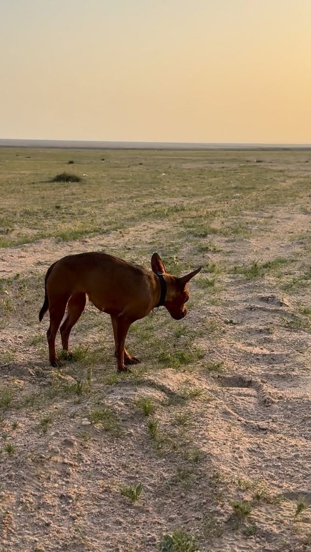 Post 10 by Fahad Boloushi on Instagram (video)