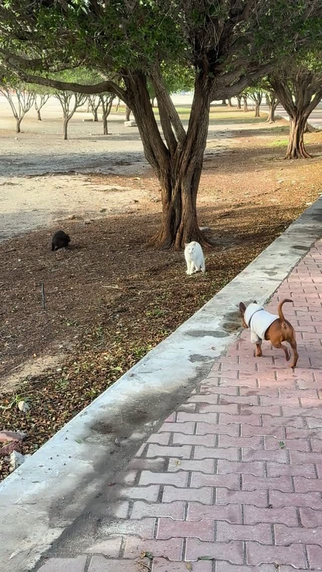 Post 7 by Fahad Boloushi on Instagram (video)