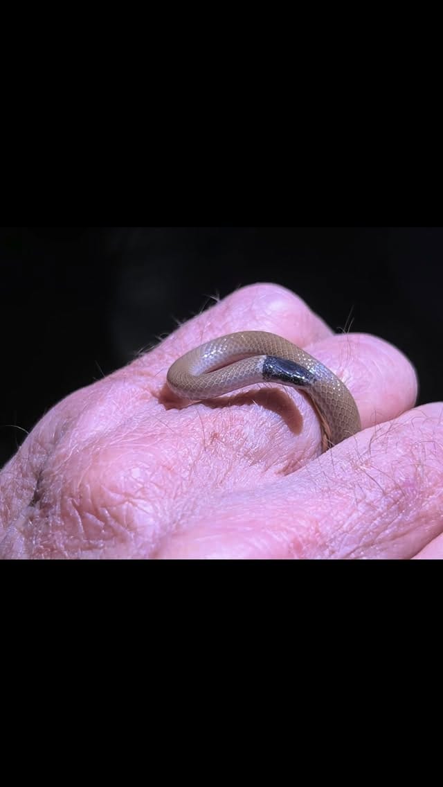 Post 4 by Brian Gundy / For Goodness Snakes on Instagram (video)