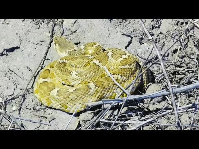 Post 7 by Brian Gundy / For Goodness Snakes on Instagram (video)