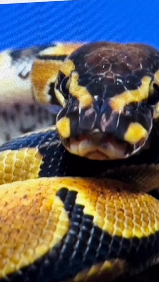 Post 6 by Brian Gundy / For Goodness Snakes on Instagram (video)