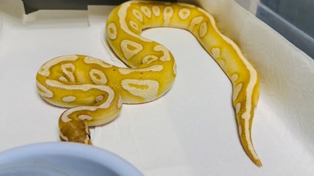 Post 2 by Brian Gundy / For Goodness Snakes on Instagram (video)