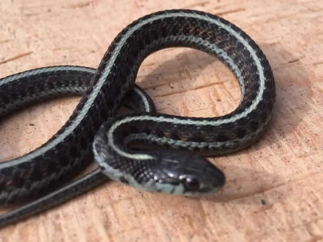 Post 5 by Brian Gundy / For Goodness Snakes on Instagram (video)
