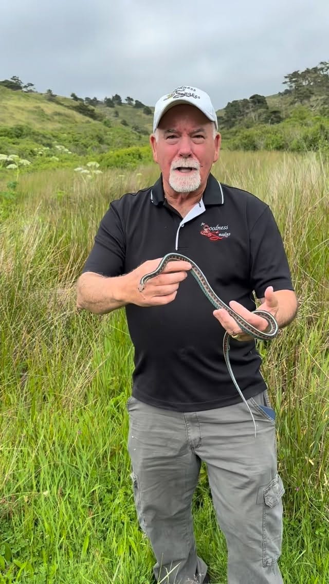 Post 10 by Brian Gundy / For Goodness Snakes on Instagram (video)
