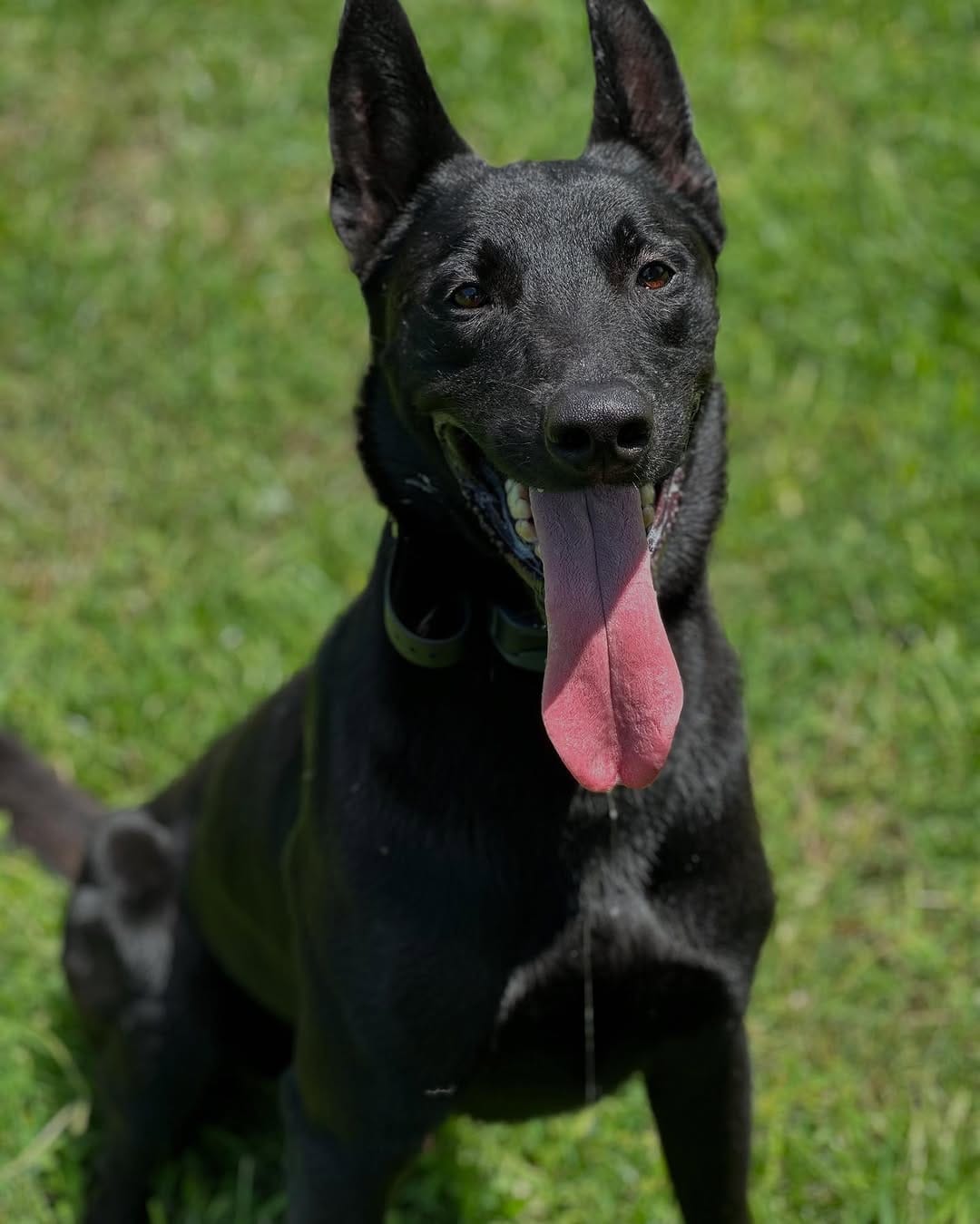 Post 1 by K-9 Etiquette on Instagram (image)