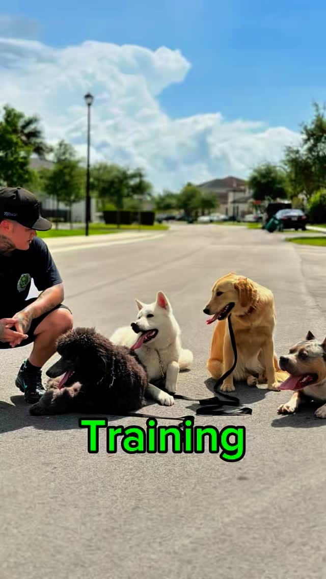 Post 6 by K-9 Etiquette on Instagram (video)